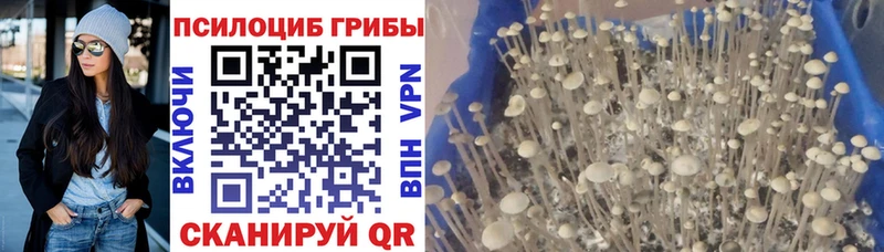 площадка как зайти  Зима  Галлюциногенные грибы Cubensis 